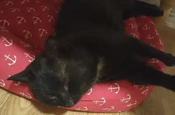 Объявления о пропавших и найденных животных, Йошкар-Ола, фото: Найдена кошка, улица Петрова, 19, Йошкар-Ола - чёрная с белым воротничком