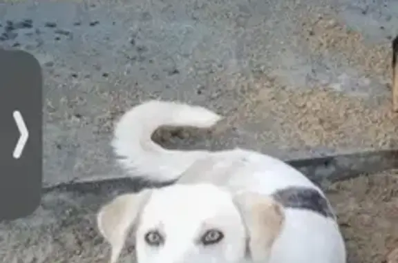 Пропала собака, женский пол, улица Генерала Романенко, 27А, Волгоград - тёмное пятно на правом боку - photo