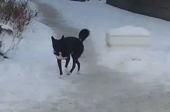 Объявления о пропавших и найденных животных, Калининград, фото: Найден собака, мужской, Серпуховская улица, 19, Калининград