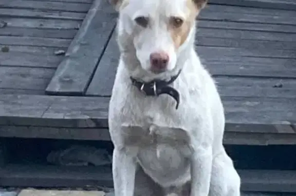 Пропал собака, Сукпакская улица, Кызыл - белый окрас, желтое пятно у глаза - photo