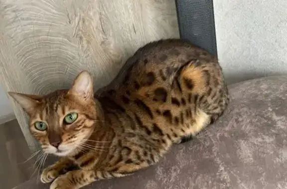 Пропала кошка, улица Крупской, Славянск-на-Кубани - леопардовый окрас, отсутствует верхний клык - photo