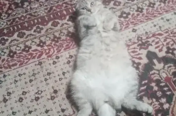 Кошки потеряшки, Верхнеуральск, фото: Потеряшка кошка, Красноармейская улица, 33, Верхнеуральск - вислоухая с белым ошейником