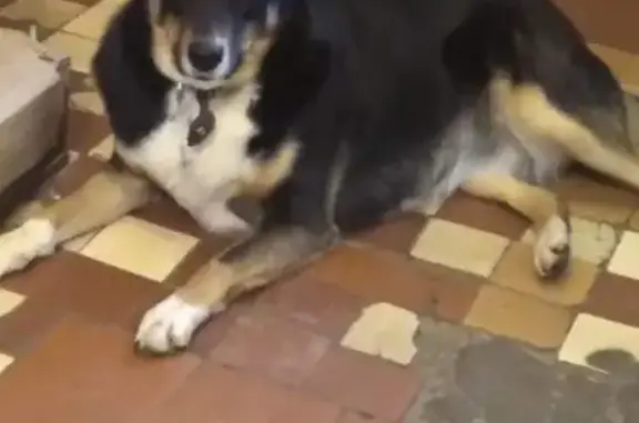 Потерянные животные Мичуринск, фото: Пропала собака, Интернациональная улица, 93, Мичуринск - откликается на кличку Люська