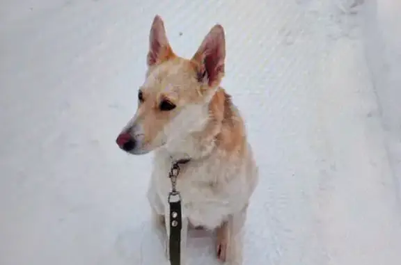 Пропала собака Девочка, Ступино (rl1144821) - photo