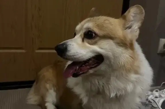 Объявления о пропавших и найденных животных, Тольятти, фото: Найден собака, мужской, Спортивная улица, 45, городской округ Тольятти