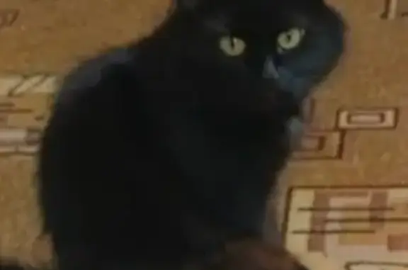 Потерянные животные Тверь, фото: Пропала кошка, улица Котовского, 8/47, городской округ Тверь - откликается на имя Мурка