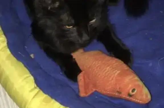 Кошки потеряшки, Юхнов, фото: Потеряшка кот, Пригородная улица, 40, сельское поселение Деревня Емельяновка, Юхнов - чёрный с умными глазами