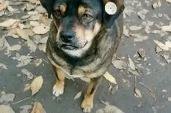 Пропал собака, улица Максима Горького, 226/43, Ростов-на-Дону - с круглой клипсой на ухе - photo