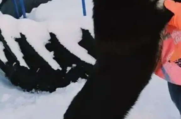 Пропала собака, женский пол, улица Большая Бугровка, 47, городской округ Пенза - photo