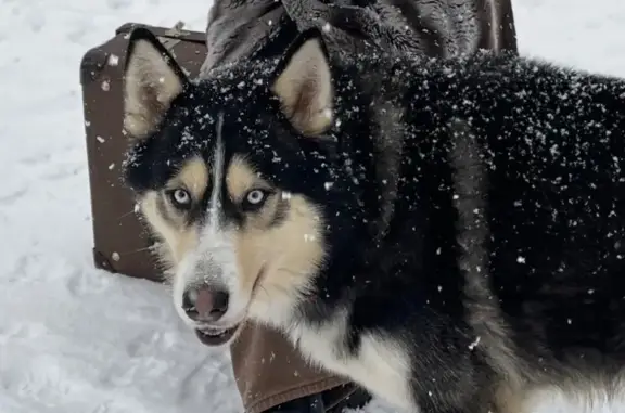 Потерянные животные Рязань, фото: Пропал собака, Семчинская улица, городской округ Рязань - трёхцветный с голубыми глазами