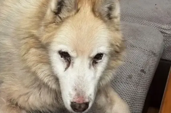 Найдена собака, улица Лейтенанта Яналова, Калининград - хромает на задние лапы - photo