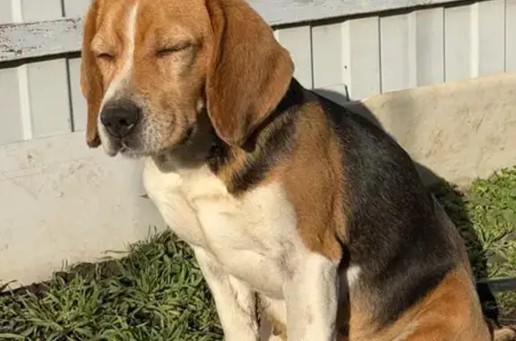 Найдена собака, Берёзовый, фото: Найдена собака, Новая улица, Берёзовый - взрослая сука Бигль