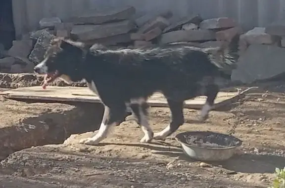 Пропала собака, улица Карла Маркса, Карталы - черно-белая, большая - photo