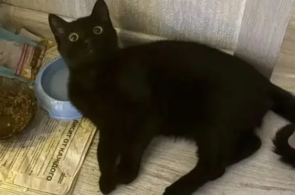 Пропал кот, улица Антонова-Овсеенко, 19 к5, Санкт-Петербург - черный с желтыми глазами - photo