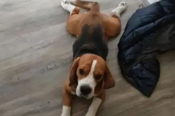 Найденные животные Таватуй, фото: Найден собака, улица Свердлова, 29, Таватуй - стандартный Бигль