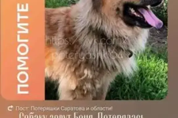 Пропал собака, улица Колотилова, Энгельс - оранжево черный, боится чужих людей - photo