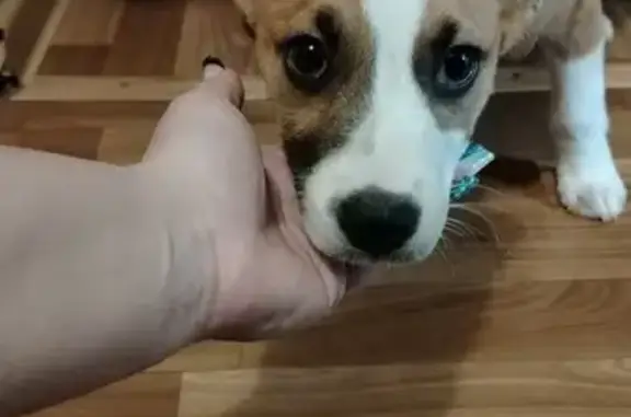 Найдена собака, Ставрополь, фото: Найден собака, проспект Юности, 13, Ставрополь - ухоженный мальчик с белыми пятнышками