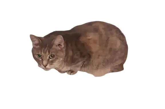 Пропала кошка, улица Академика Капицы, 26 к1, Москва - дымчато-серая с рыжими подпалинами - photo