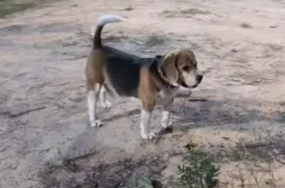 Пропала собака, мальчик, Октябрьский лес, Октябрьский - номерная татуировка - photo