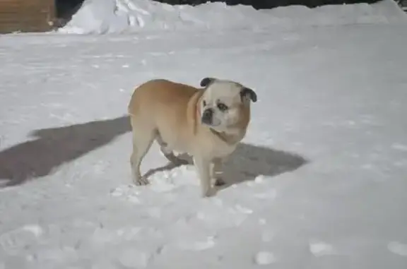 Найденные животные Златоуст, фото: Найден собака, мужской, улица 50-летия Октября, Златоуст - палевый, возраст от 7-10 лет