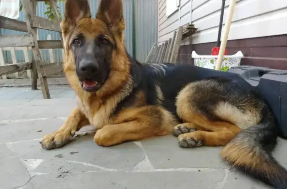 Пропала собака, Киргизская улица, 38В, Ростов-на-Дону - немецкая овчарка, рыжий окрас - photo