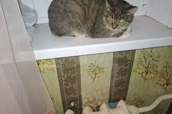 Найденные животные Екатеринбург, фото: Найдена кошка, Советская улица, 19/1, Екатеринбург - комышовый окрас