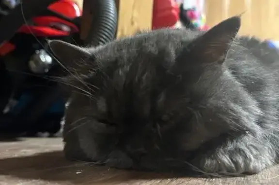 Найденные животные Сергиево-Посадский городской округ, фото: Найден кот, деревня Кудрино, Хотьково - персидский, серого окраса