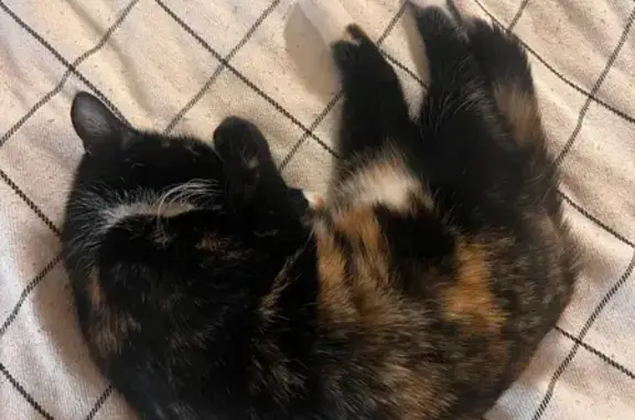 Пропала кошка, Восточный переулок, Геленджик - ласковая и пугливая - photo