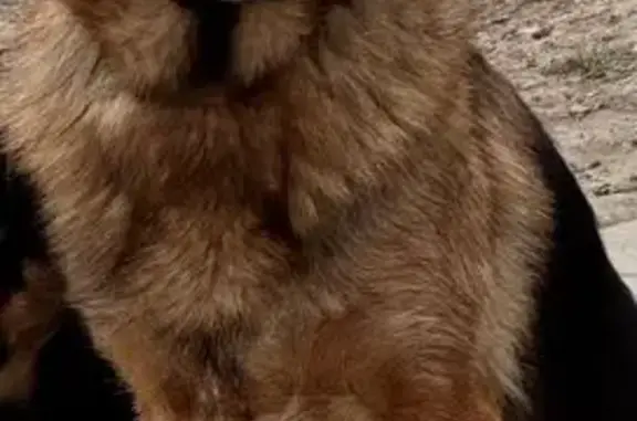 Пропала собака, Оптовая улица, 10, Солянский сельсовет - немецкая овчарка с ошейником цвета хаки - photo