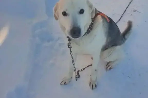 Пропал собака, Фурманов, Ивановская область - окрас белый с чёрным - photo