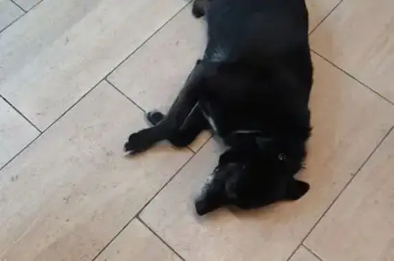 Найдена собака, улица Генерала Челнокова, Калининград - без лапки - photo