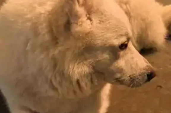 Найдена собака, Нижний Новгород, фото: Найден собака мужской, улица Гаугеля, 2, Нижний Новгород - белый и ухоженный