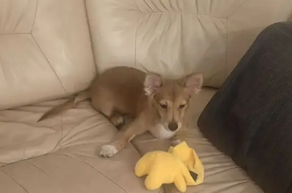 Потерянные животные Поляны, фото: Пропал собака, улица Ленина, Поляны - светло рыжий окрас