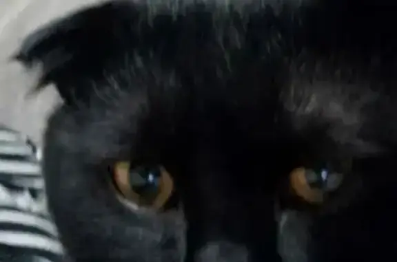 Пропал кот, Центральная улица, 1/1, Оренбург - чёрный цвет - photo