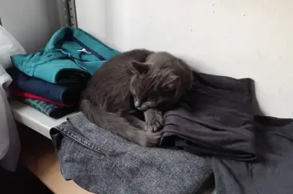 Пропал кот, Новослободская улица, 20, Молодёжный - 5-месячный, зелёные глаза - photo