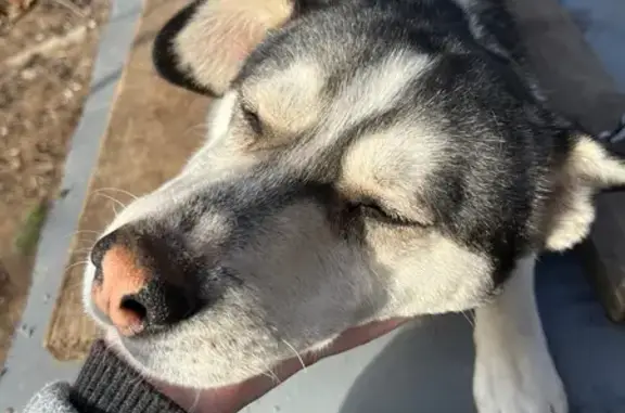 Объявления о пропавших и найденных животных, Ижевск, фото: Пропал собака, Авангардная улица, Ижевск - ласковый пёс по кличке Рекс