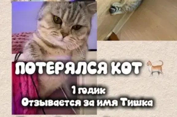 Пропал кот, улица Некрасова, 168, Краснодар - британец, ласковый, вес 4 кг - photo