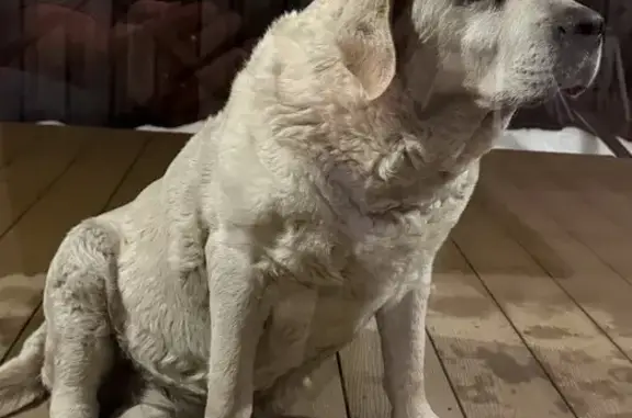 Найдена собака, Батайск, фото: Найдена собака, улица Таисии Юркевич, 37, городской округ Батайск - бежевая, хромает