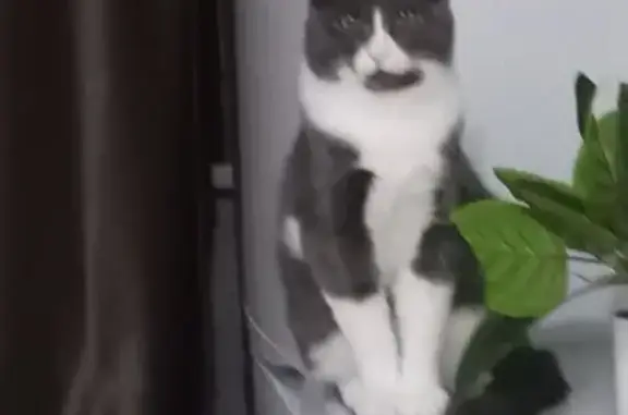 Пропал кот, улица Ленина, 30, Михайловск - серый с белым - photo