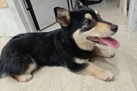 Найдена собака, Петра Дубрава, фото: Найдена собака, улица Строителей, 15, Петра Дубрава - маленькая, коротколапик