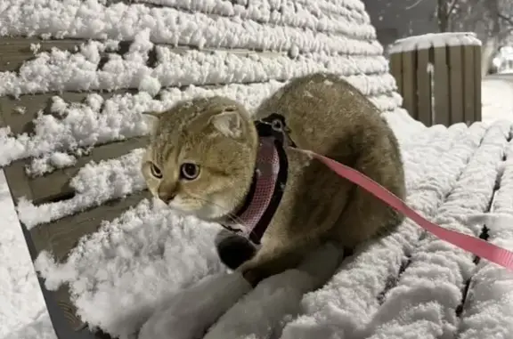 Объявления о пропавших и найденных животных, Хасавюрт, фото: Пропал кот, проспект Имама Шамиля, 170, Хасавюрт - рыжий британский вислоухий