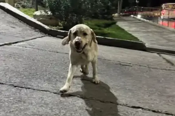 Найдена собака, Сочи, фото: Найден собака, Парковая улица, Сочи - лабратор с цветастым ошейником