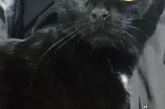 Найденные животные Чебоксары, фото: Найдена кошка, Московский проспект, 40, Чебоксары - крупный домашний котик