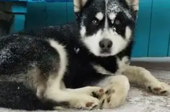 Найдена собака, Звездный Городок, фото: Найден собака, 46, Звёздный городок - хаски