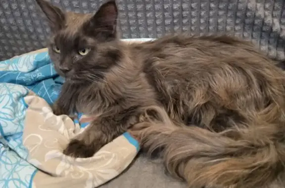 Найдена кошка, Мурманск, фото: Найдена кошка, улица Баумана, 34, Мурманск