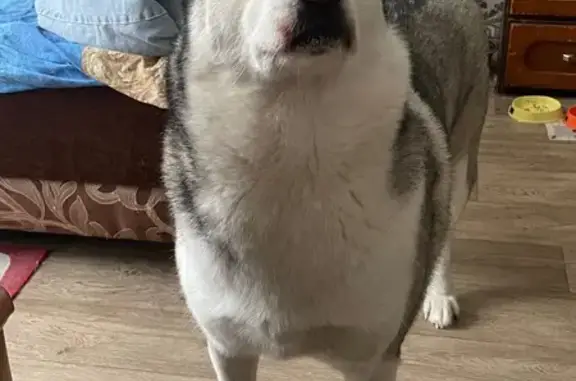 Пропал собака, мужской, проспект Николая Корыткова, 14, городской округ Тверь - бело-серый, голубые глаза - photo