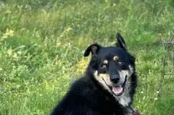 Пропал собака, Зелёная улица, 6, Проскурниково - чёрный с белым перекрестием на груди - photo