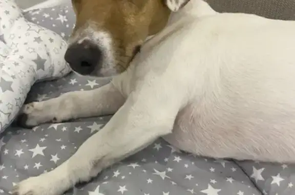 Найдена собака, Сочи, фото: Найден собака, улица Чайковского, 2/1, Сочи - красный ошейник