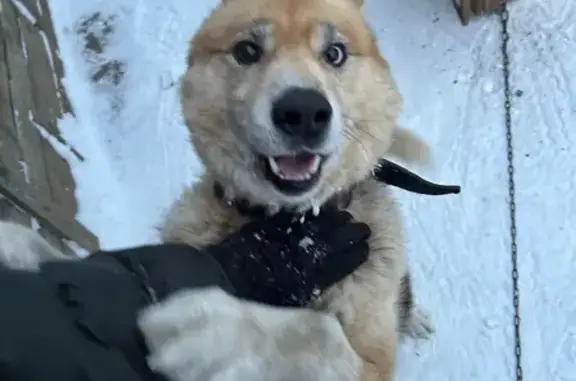 Пропал собака, мужской, Панфиловская улица, Киров - разные цветом глаза - photo