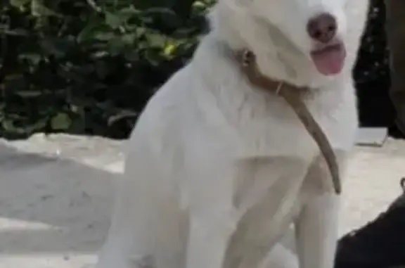 Пропала собака, Родионовская улица, Красный Крым - женская, в ошейнике - photo